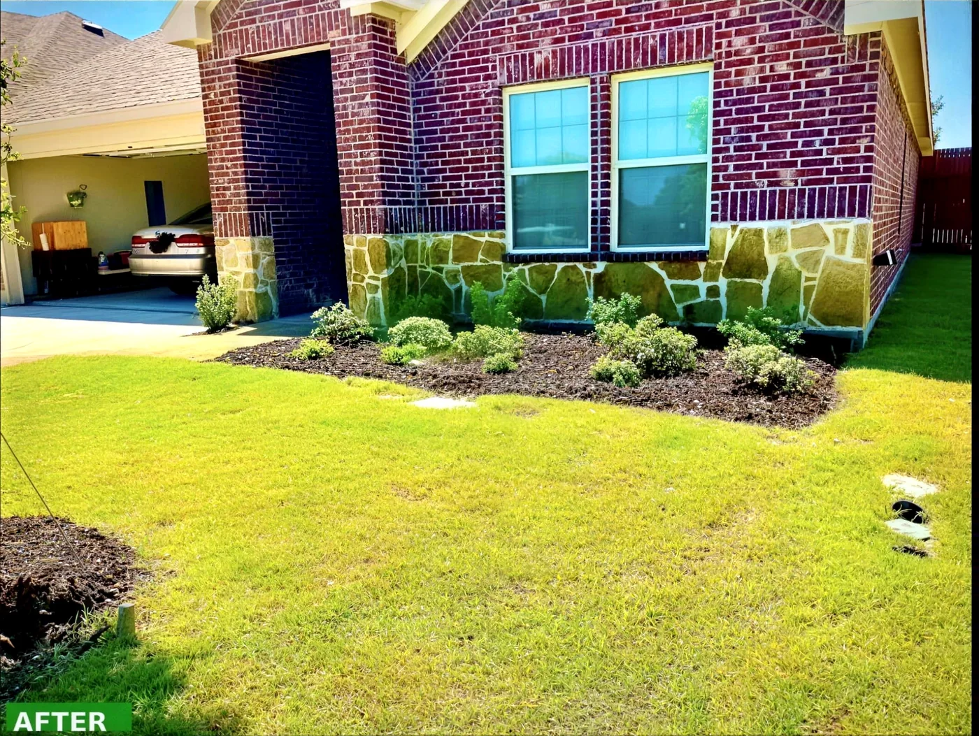 Front bed after cleanup and mulch, tidy shrubs and edged lawn