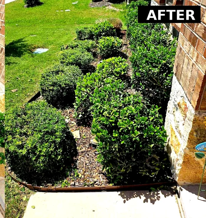 Trimmed, tidy shrub bed after Mahalic and Sons service