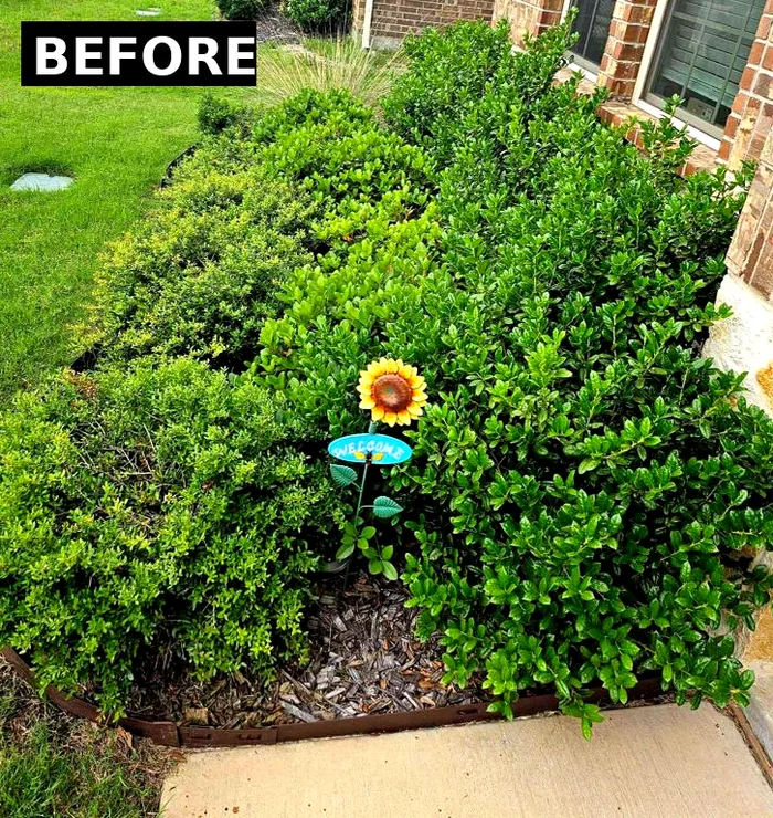 Overgrown shrub bed before trimming