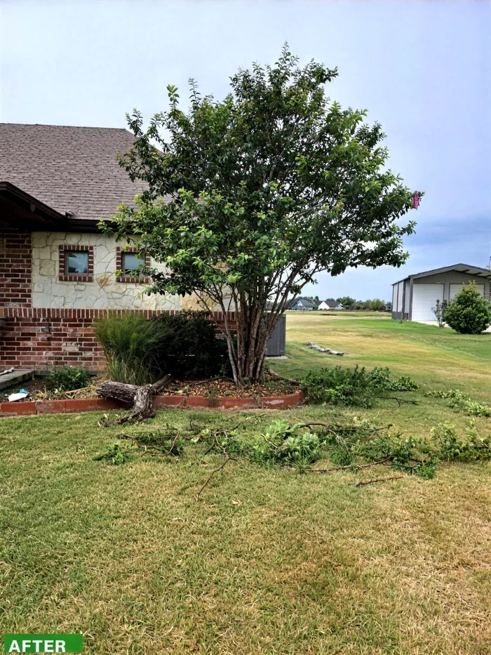 Well-shaped tree after trimming and cleanup