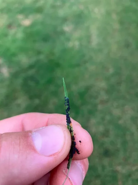 Close-up of a Bermuda grass seed head held between two fingers, identifying signs the lawn is due for a cut