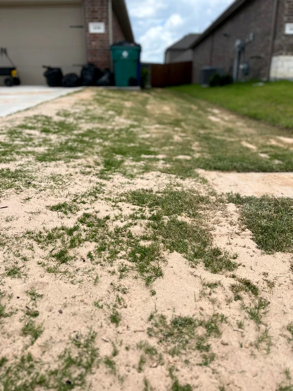Fresh sod installation in progress on a leveled yard
