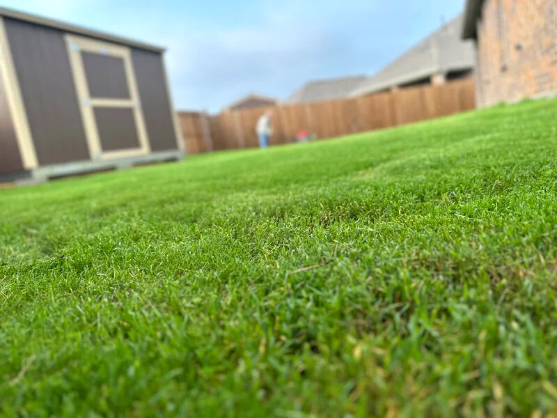Close-up of healthy watered grass